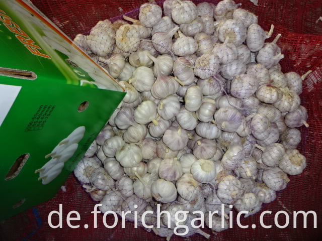 Export Standard Garlic